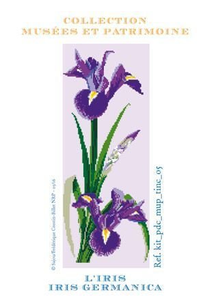 Färberpflanzen Iris
